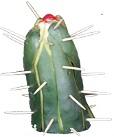 Cactus de Pepino